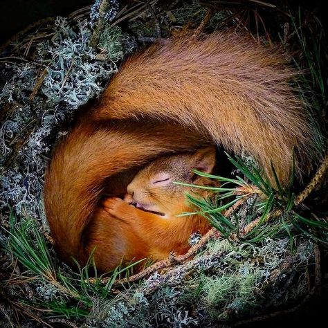 ed squirrel curled up in a nest box in the Cairngorms, How adorable 🐿 Photo by @neilandersonhighland #wildlifewarrior #wildlife_supreme Squirrel Photo, Wildlife Camera, Camera Operator, Squirrel Pictures, Sleeping Animals, Cute Squirrel, Red Squirrel, Woodland Creatures, 영감을 주는 캐릭터