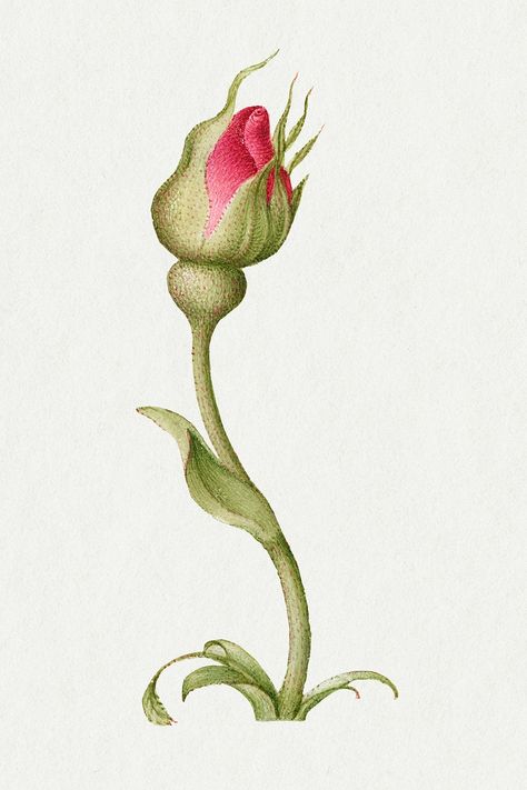 Roses Botanical Illustration, Rose Bud Illustration, Flower Bud Drawing, Rose Bud Drawing, Bud Illustration, Red Rose Drawing, Bud Flower, Tattoo Apprenticeship, Funky Tattoos