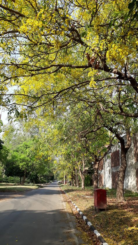 The touch of summer. #summer #yellow #cassia #originalclicks #chandigarh #india Chandigarh Snapchat Story, Chandigarh Snapchat, Chandigarh Snap, Chandigarh Snapchat Story Car, Chandigarh Road Snapchat, Chandigarh City Photography, Streak Ideas, Snap Streak Ideas Easy, Snap Streak