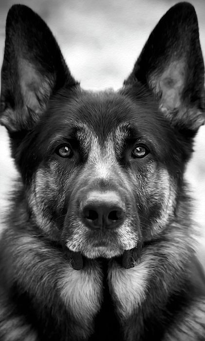 Dog Photography Black And White, Black And White German Shepherd, Regard Animal, White German Shepherd, Dog Photoshoot, Pretty Dogs, German Shepherd Dog, Cute Dogs And Puppies, German Shepherds