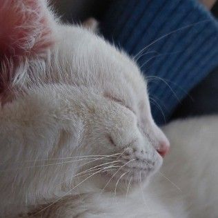 Cute cat , aesthetic cat pic , pet story idea , white cat ,white cat side profile , friendly cat aesthetic , sleepy cat aesthetic Sleepy Cat Aesthetic, Cat Side Profile, Cute Cat Aesthetic, Cat Side, Cat White, Aesthetic Cat, Sleepy Cat, Side Profile, Cat Aesthetic