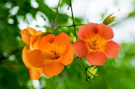 Campsis grandiflora (Chinese Trumpet Creeper) Chinese Trumpet Creeper, Trumpet Creeper, Climber Plants, Skincare Business, Clematis Montana, Glowing Flowers, Neal's Yard, Neals Yard Remedies, Neals Yard