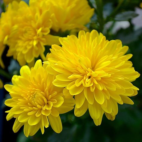 Chrysanthemum Crysantenum Flower, Crsanthmum Flower, Heirloom Chrysanthemums, Crysamthmum Flower, Yellow Crysantenum Flower, Yellow Chrysanthemum Aesthetic, Chrysanthemum Plant, Crysamthmum Flower Japanese, Yellow Chrysanthemum