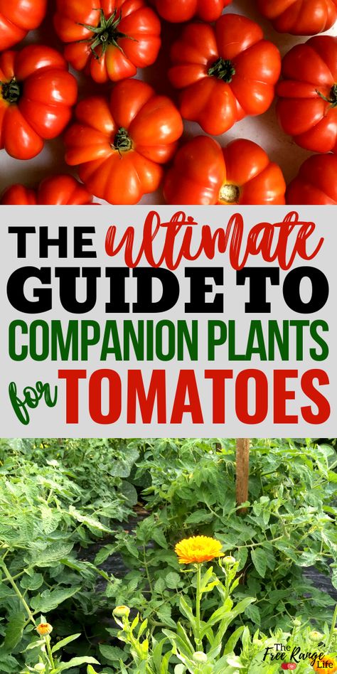 Companion planting can help you create an organic vegetable garden with less pests, a better harvest, and more flavor. Learn what make the best tomato companion plants in your vegetable garden- including what herbs, fruits, and vegetable to plant near tomatoes and what should be kept far away. Companion Plants For Tomatoes, Cucumber Companion Plants, Potato Companion Plants, Tomato Companion Plants, Best Tasting Tomatoes, Companion Planting Guide, Best Companion Plants, Companion Planting Chart, Companion Planting Vegetables