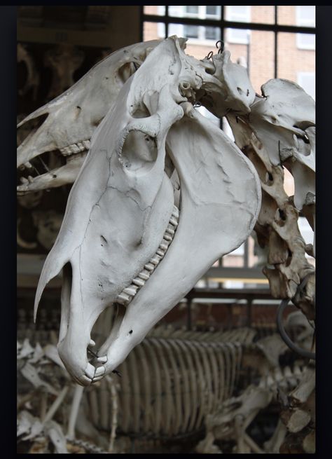 Horse Skull Anatomy, Animal Skull Reference, Horse Bones, Skeleton Horse, Horse Skeleton, Animal Skeleton, Horse Skull, Skull Anatomy, Skull Reference