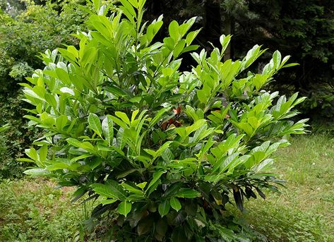 Guide to Cherry Laurel: How to Grow & Care for “Prunus Laurocerasus” Cherry Laurel Shrub, Laurel Plant Evergreen Shrubs, Cherry Laurel Landscaping, Laurel Bushes Landscaping, Cherry Laurel Tree, Cherry Laurel Hedge, Laurel Bush, English Laurel, Laurel Shrub