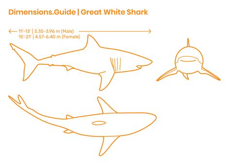 The Great White Shark is a large mackerel shark that is found in coastal surface waters of all the major oceans. The Great White Shark species is notable for its size and has no natural predators. It is responsible for more recorded human bite incidents than any other shark. Downloads online #sharks #animals #nature Great White Shark Anatomy, Shark Wood Carving, Shark Carving, Whittling Patterns, Unique Wood Carving, Shark Species, Concept Art Books, Shark Sculpture, Wood Carving Art Sculpture