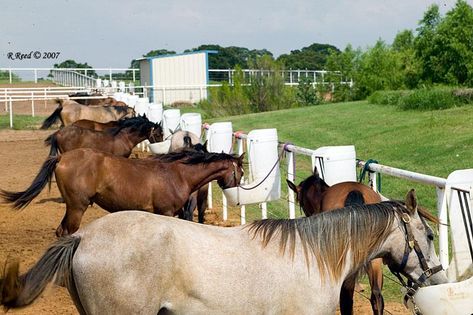 Group feeding Horse Feeding, Feeding Horses, Horse Shed, Horse Farm Ideas, Diy Horse Barn, Horse Barn Ideas Stables, Paddock Paradise, Healthy Horses, Animal Food