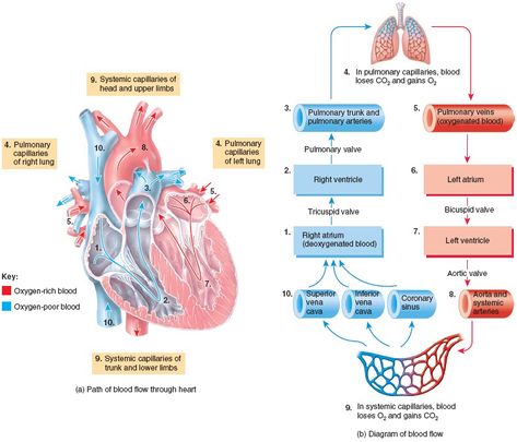 Systemic and Pulmonary Circulations Pulmonary Circulation, Blood Flow Through The Heart, Heart Nursing, Nervous System Anatomy, Emt Study, Medical Assistant Student, Nursing School Essential, Basic Anatomy And Physiology, Nurse Study Notes