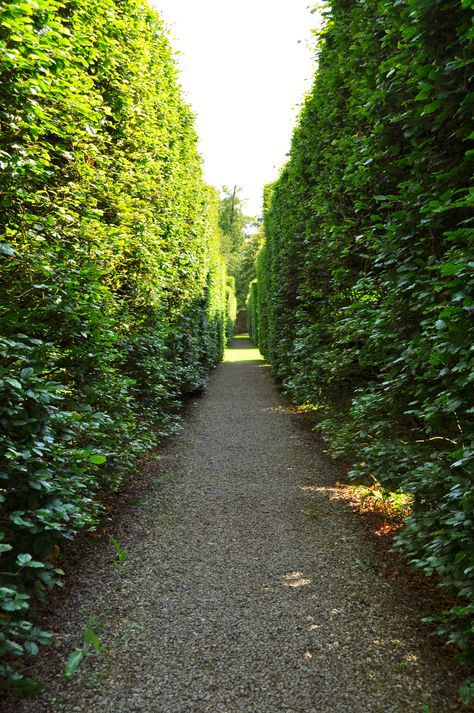 Hedge Maze - inside the maze Labyrinth Design, Rock Garden Design, Royal Garden, Grand Entrance, Green Space, Labyrinth, Rock Garden, Garden Wall, Hedges