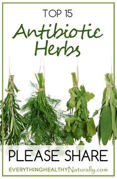 Healing Plants, Natural Healing Remedies, Natural Antibiotics, Herbal Healing, Herbs For Health, Natural Therapy, Healing Herbs, Natural Health Remedies, Medicinal Herbs