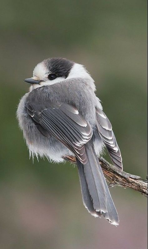 Gray Jay, Fat Bird, Kinds Of Birds, All Birds, Bird Pictures, Pretty Birds, Bird Photo, Colorful Birds, Cute Birds