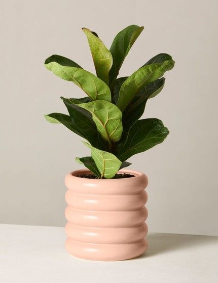 Easy House Plants, Fig Plant, Plant Care Houseplant, Buy Plants Online, Zz Plant, Ficus Lyrata, Fiddle Leaf Fig Tree, Floor Plants, Winter Plants