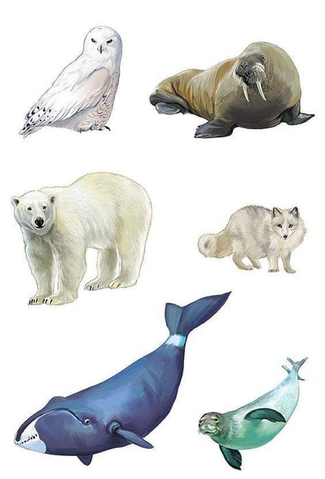 Antarctic Animals, Urs Polar, Animal Cutouts, Polar Animals, Preschool Activities Toddler, Wild Animals Pictures, Arctic Animals, Animal Projects, Wall Decorations