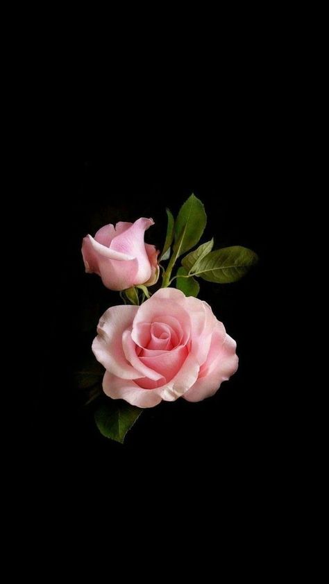 #rose #flower #wallpaper. Rose Flower Wallpaper, Flower Wallpaper, Rose Flower, Pink Roses, Roses, Pink