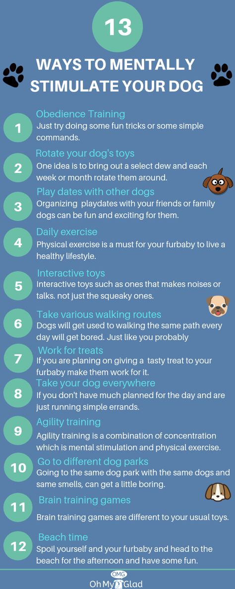 Puppy Stimulation Ideas, Dog Stimulation Diy Ideas, Mental Stimulation For Dogs Diy, Puppy Activities, Dog Mental Stimulation, Mental Stimulation For Dogs, Dog Remedies, Dog Enrichment, Mental Stimulation