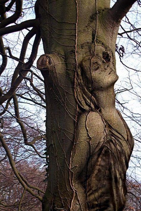 Weird Trees, Bored Art, Tree People, Tree Faces, Tree Carving, Carving Art, Earth Art, Unique Trees, Tree Sculpture