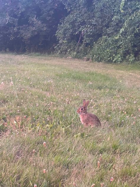 Bunny In A Field, Meadow Animals, Bambi Aesthetic, Mike Hanlon, Jeremy Zucker, Wild Bunny, Tiger Lilies, 2024 Moodboard, Cute Ponies