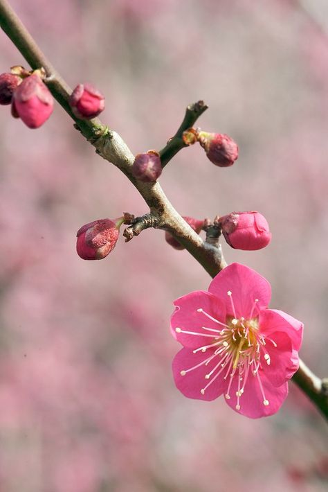 Ume Flower Tattoo, Plum Blossom Aesthetic, Lisbon Tattoo, Chinese Plum Blossom, Ume Flower, Plum Blossom Tree, Plum Blossom Painting, Chinese Stamp, Asian Flowers