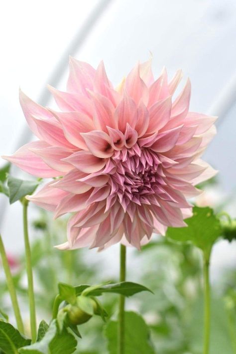 Great Cut Flowers,Blooms Summer to fall Dahlia Cafe Au lait is a pretty Dinner Plate Dahlia variety with huge creamy colored flowers and contrasting peachy centres. Perfect for border or patio containers they will produce a fabulous display throughout the summer and provide excellent cut flowers for the vase. Height 120cm and spread 50cm. Flowers June to September. Top grade tubers supplied. Grows up to 48 Inches, 10 Inch Flowers Late Summer Blooming, Easy to Grow, Creamy Beige Flowers Prefers Full Sun Big Blooms Perfect for Bouquets Flowers from Summer Through Fall Dahlias are a popular choice of plants bringing bright bold colours to your garden borders in the late summer. This variety is a beautiful, subtly coloured Dinnerplate Dahlia that will create a huge impact in the garden. Dahlia Pretty Dinner, Dinner Plate Dahlia, Beige Flowers, Perennial Flowers, Colored Flowers, Summer To Fall, Flowers Perennials, Caicos Islands, Cut Flowers