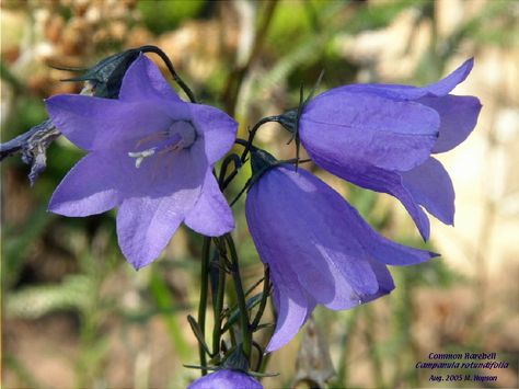 Common harebell: "By the hare-bell's hazure sky,  (Like the hue of thy bright eye;)   That grows in woods, and groves so fair,  Where love I'd meet thee there" Residential Landscaping, Birthday Tattoo, Woodland Flowers, Summer Patio, Flower Bird, Art Bag, Unique Flowers, Shade Garden, Garden Center