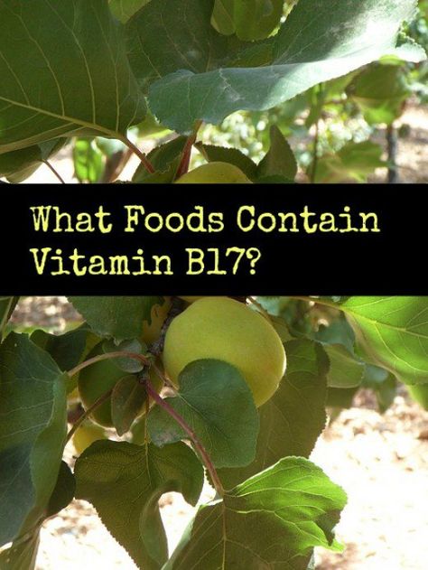 Many foods contain Vitamin B17, although you may not know it. This is a list of the top foods that are rich in Vitamin B17. Vitamin B17 Food, Apricot Seeds Benefits, Vitamin B12 Foods, Vitamin B17, Vitamin Rich Foods, Benefits Of Vitamin A, Dash Diet Recipes, Vitamin A Foods, Seeds Benefits