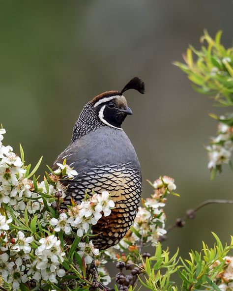 National Audubon Society on Instagram: “If you live along the California coast and certain other western regions, have you ever heard a pair of mated California Quails call back…” Button Quail, Cabrillo National Monument, California Quail, Audubon Prints, Habitat Garden, Bird Identification, California Photos, Animals Friendship, Brush Painting