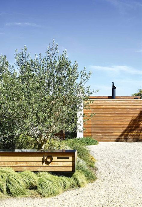 Indigenous plantings and a coastal aesthetic help blur the boundaries between a new garden and its beachside location. Olive Trees Landscape, Diy Landscaping Ideas, Coastal Landscaping, Coastal Garden, Australian Native Garden, Driveway Landscaping, Front Garden Design, Coastal Aesthetic, Australian Garden