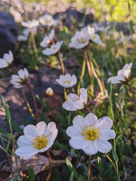 Tundra Plants, Facts About Plants, Plants Names, Earth Food, Low Growing Shrubs, Types Of Moss, Types Of Shrubs, Arctic Tundra, Plant Names