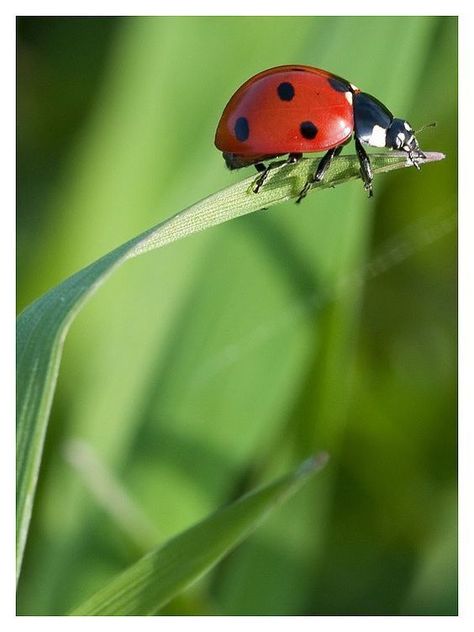 Green Monochromatic, Lady Bug Tattoo, Hummingbird Pictures, Lady Beetle, Bug Tattoo, Cool Bugs, Lucky Ladies, Beautiful Bugs, Bugs And Insects