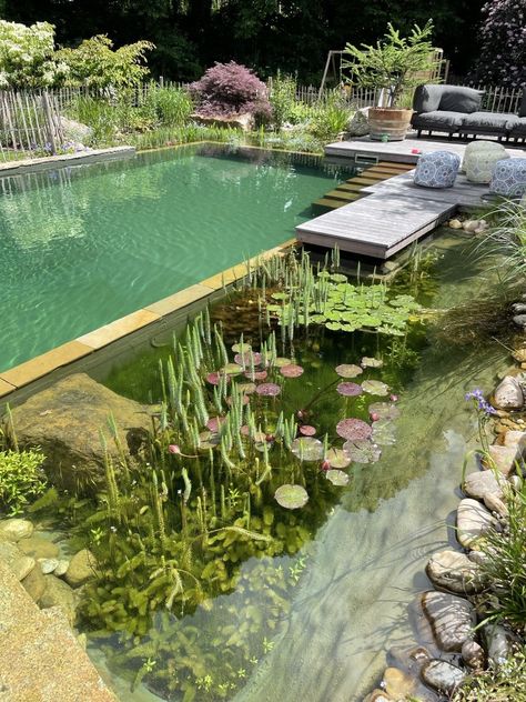 Eco Pools Natural Swimming Ponds, Natural Pools Backyard Swimming Ponds, Biodesign Pool, Organic Pool, Bio Pool, Swimming Ponds, Swimming Pool Pond, Natural Swimming Ponds, Swimming Pond