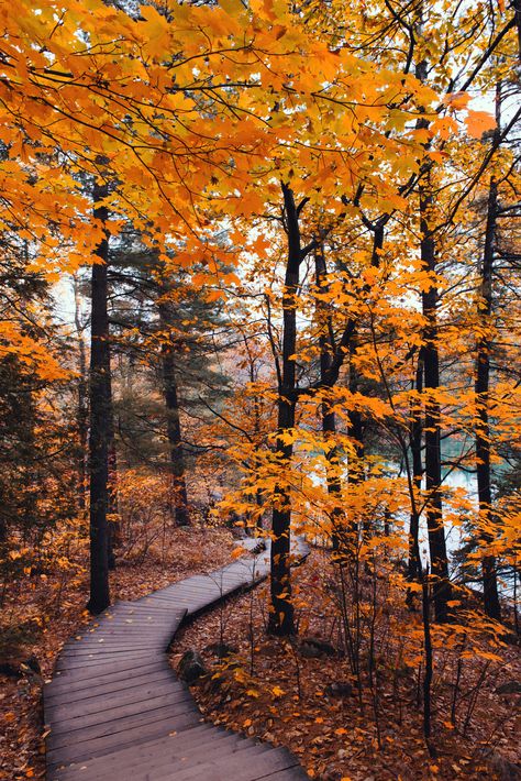 Boardwalk | Carolene | Flickr Free Fall Wallpaper, Autumn Scenes, Autumn Scenery, Autumn Beauty, Yellow Leaves, Fall Pictures, Autumn Cozy, Lombok, Autumn Aesthetic