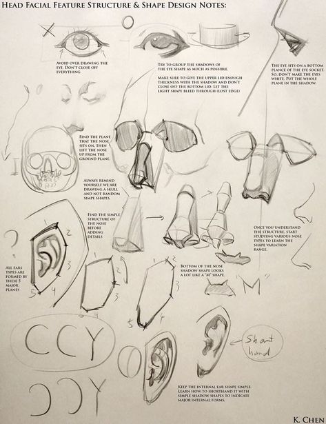 Kevin Chen Anatomy, Nose Anatomy Drawing, Head Anatomy Reference, Human Head Anatomy, Kevin Chen, Shape Reference, Michael Hampton, Anatomy Education, Head Study