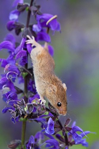 Mouse On Flower, Field Mice, Harvest Mouse, Pet Mice, Chinchillas, Little Critter, Animal Photos, Cute Mouse, Small Pet