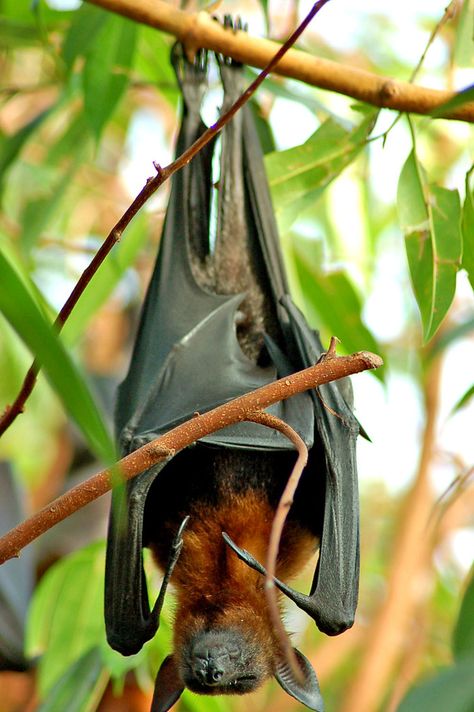 Bat Photos, Fox Bat, Bat Flying, Halloween Bat Decorations, Bat Costume, Bat Tattoo, Fruit Bat, Baby Bats, Magic Garden