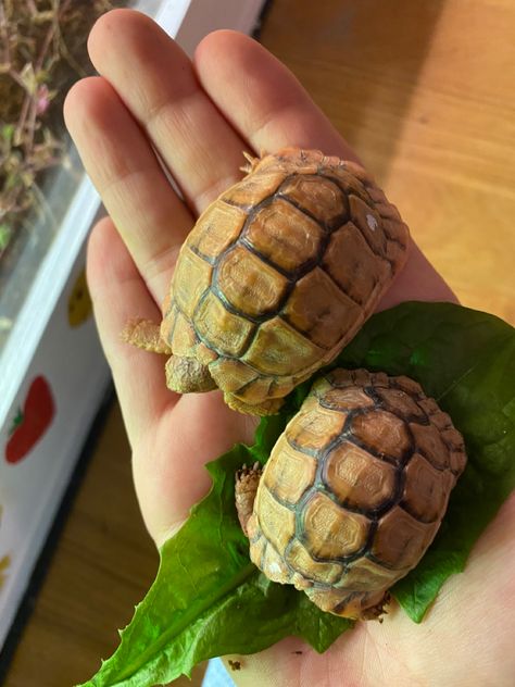 Egyptian Tortoise, Animal Room, Tortoise, Animals, Quick Saves