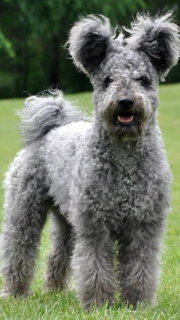 Pumi Dog, Big Dog Toys, Hungarian Dog, Training Puppies, Puppies Pictures, Rare Dog Breeds, Rare Dogs, Dogs Breeds, Dog Facts