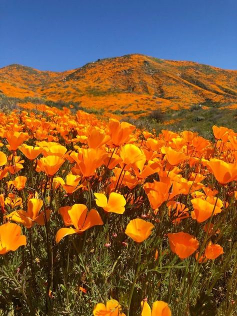 Field Paintings, Landscape Reference, Super Bloom, Poppy Fields, Landscape Inspiration, Orange Aesthetic, California Poppy, Poppy Field, California Dreaming