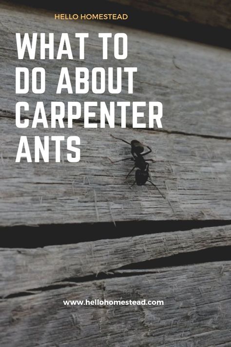 Carpenter ants are among nature’s most efficient insects when it comes to breaking down and transforming rotting or decayed wood into natural compost. But what’s good for the environment is not always a welcome presence in the home. #carpenterants #ants #pests #woodchewers #home #bugs #insects How To Get Rid Of Carpenter Ants, Kill Carpenter Ants, Ant Removal, Wood Ants, Carpenter Ants, Ant Bites, Ants In House, Black Ants, Carpenter Ant