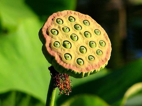 Lotus fruit: 18 eyes, via Flickr. Ginger Breadman, Lotus Fruit, A Pond, Water Lilies, Sloth, In The Middle, The Middle, Lotus, Ginger