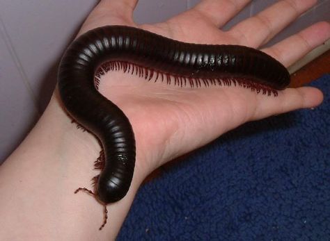 Milipede-really nice pets! We had 2 for a few weeks on loan from the children's museum. I want to get another again sometime (maybe when we don't have a dog). Giant Millipede, Millipedes, Centipedes, Cool Bugs, Beautiful Bugs, Creepy Crawlies, Arthropods, Little Critter, Arachnids