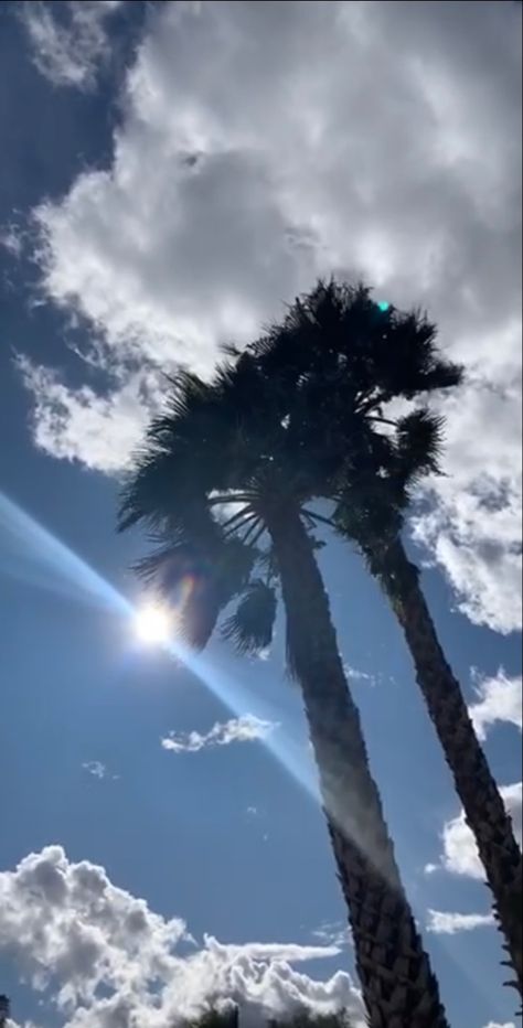 #tree #sky #clouds #blue #sunshine #sun #white #motion Bay Breeze, Video Installation, Music Therapy, Sky Clouds, Sky Photography, Musician, Motion, Sound, Sun