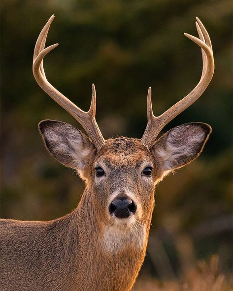 Whitetail Deer Pictures, Deer Photography, Deer Wallpaper, Wild Animals Photography, Deer Photos, Deer Pictures, Wild Animals Pictures, Cute Deer, Animal Study