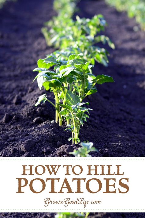 How to Hill Potatoes: One way to plant potatoes is the trench and hill method. This involves digging trenches and hilling the potato plants as they grow. Read on to learn how to grow potatoes using trenches and hills. Starting Garden, Planting Seed, Plant Potatoes, Grow Potatoes, Winter Vegetable, Veggie Gardens, Garden Layouts, Planting Potatoes, Survival Garden