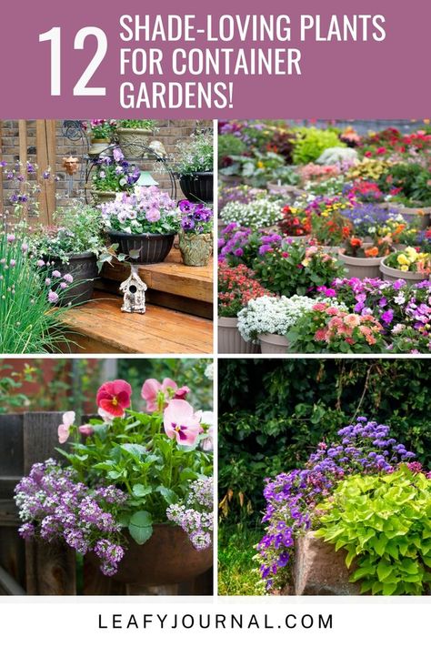 Corner Flower Bed, Container Roses, Garden Containers, Container Gardens, Shade Plants, Shade Garden, Container Plants, Outdoor Plants, Better Homes And Gardens