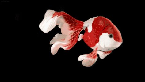 Goldfish Animation, Fish Gif Animation, Fish Swimming Gif, Goldfish Gif, Koi Fish Gif, Fish Animation, Fish Gif, Fish Banner, Discord Banner Gif