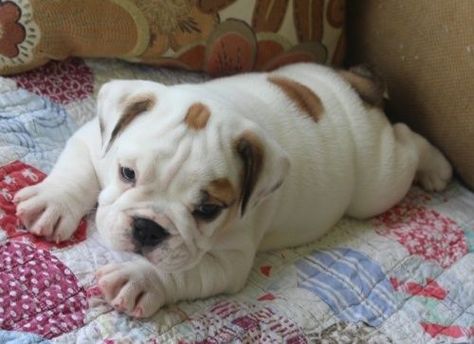 Baby English Bulldogs, Mini English Bulldogs, Miniature English Bulldog, English Bulldog Pictures, Miniature Bulldog, Bulldog Pictures, Cute Bulldog Puppies, Bulldog Breeds, Bulldog Puppies For Sale