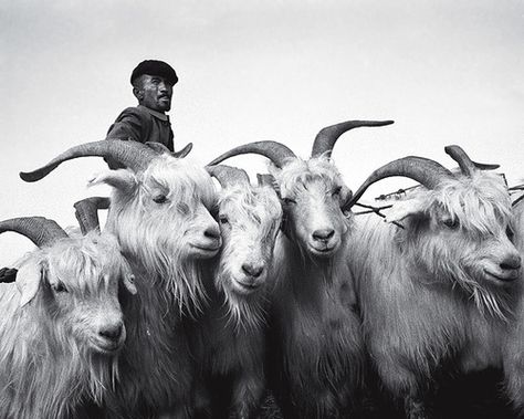 Cashmere Goat, Becoming Human, Cheap Sweaters, Goat Farming, Tree Hugger, Mongolia, Cashmere Wool, Large Dogs, Goats