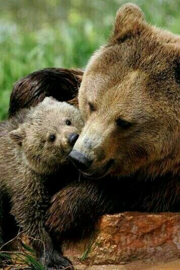 Brown Bears, Momma Bear, Warrior Cat, Bear Cubs, Cute Animal Photos, Grizzly Bear, Cute Bear, Sweet Animals, Baby Bear