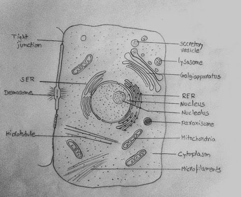 DRAW IT NEAT : How to draw animal cell Plant Cell And Animal Cell Drawing, Human Cell Drawing, Animal Cell Drawing With Label, Human Cell Diagram, Structure Of Cell, Animal Cell Diagram, Animal Cell Drawing, Drawing Biology, Animal Cell Structure